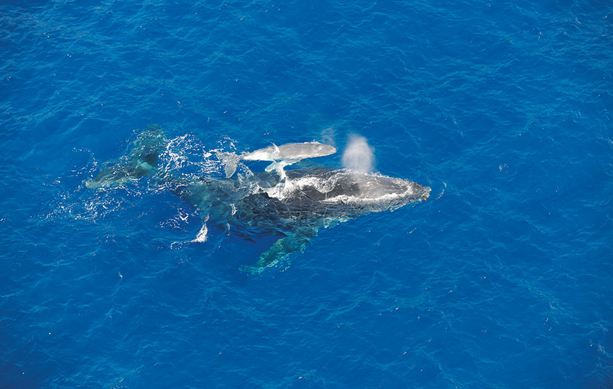 Baleine à La Réunion