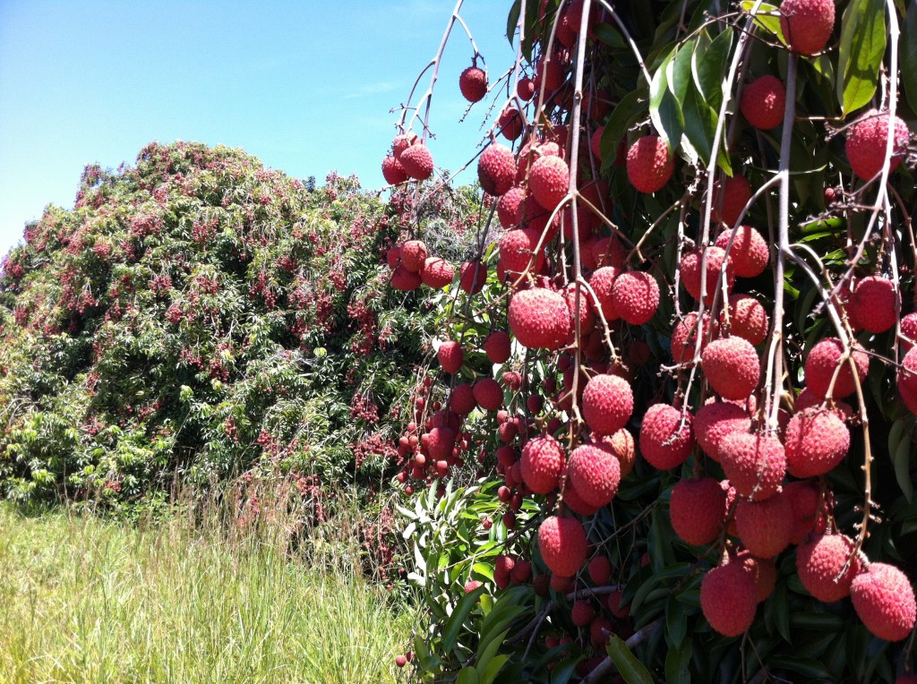 Vergers de COLIPAYS: arbres à letchis