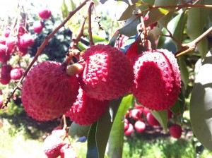 Letchis de La réunion composent les colis cadeaux de Colipays