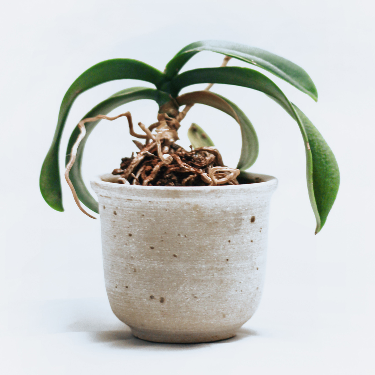 Que Faire Avec Une Orchidee Qui A Perdu Ses Fleurs