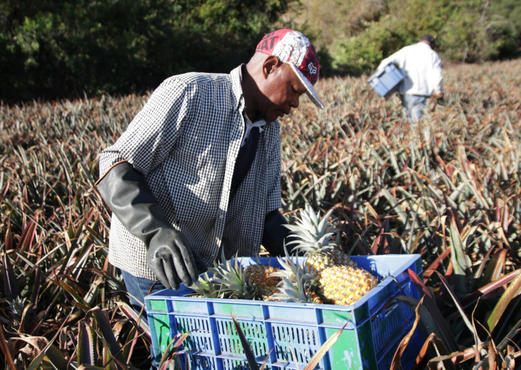 Cueillette ananas