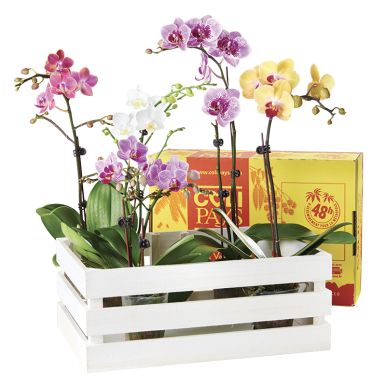 Orchidées - Colipays 