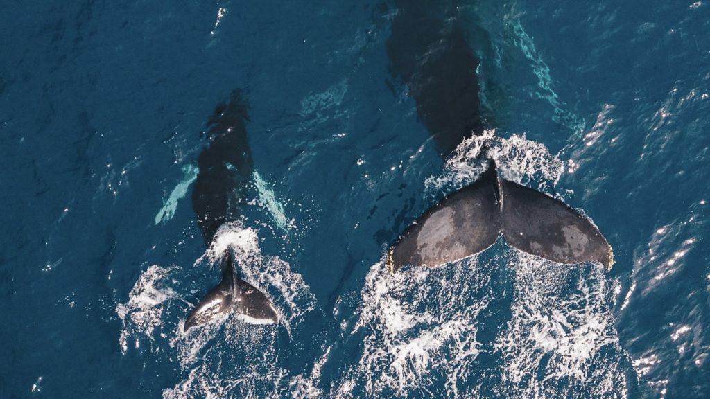 colipays-paysage-lareunion-baleine