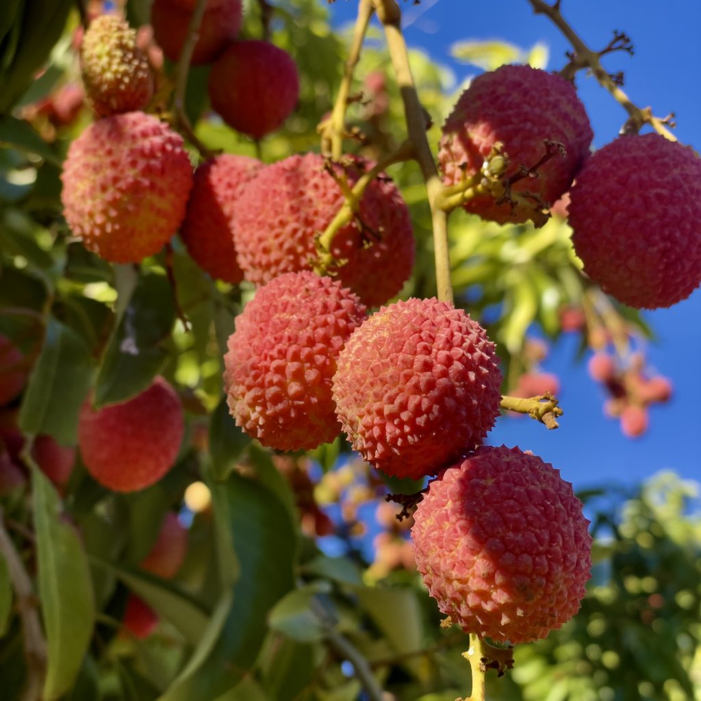 colipays-letchis-fruits 
