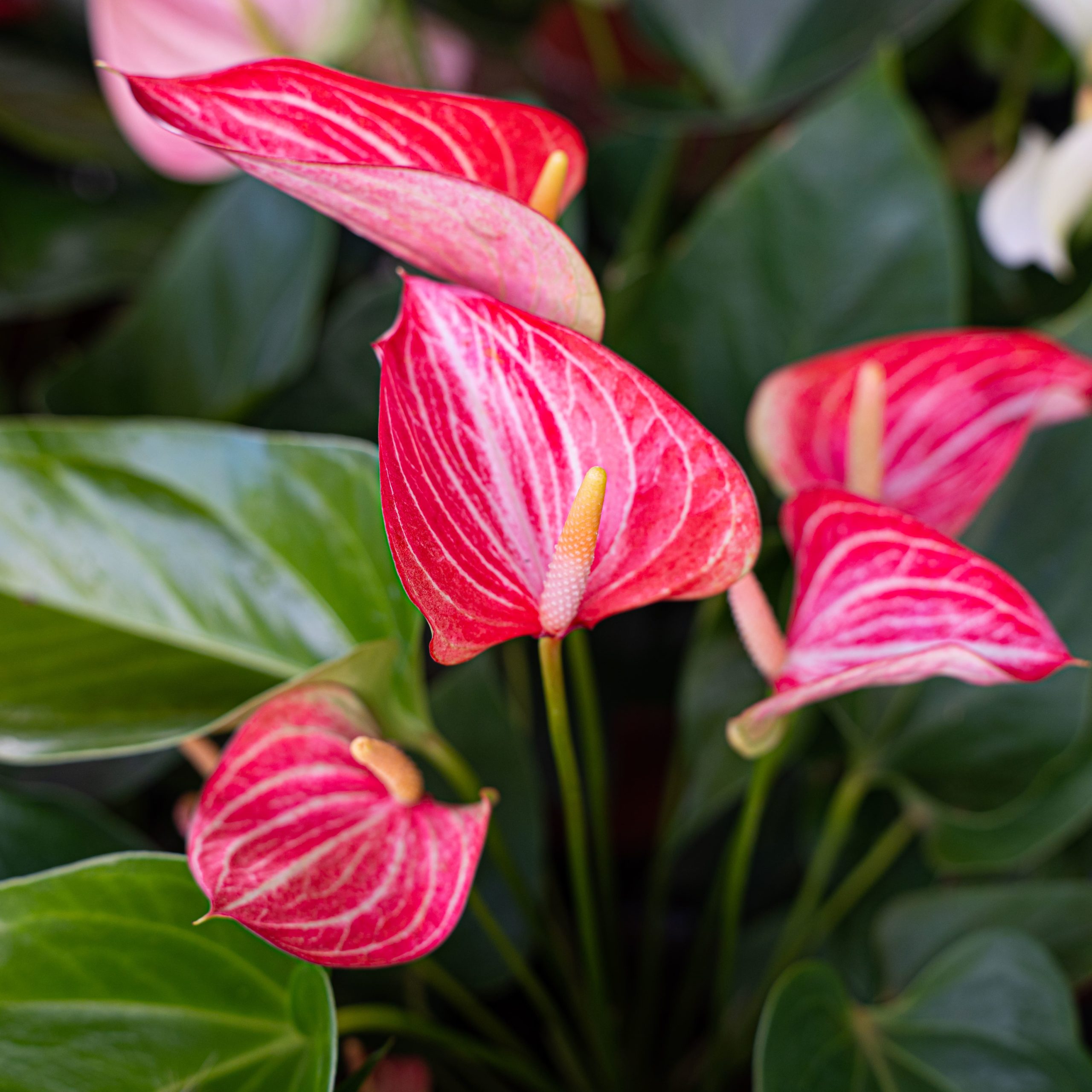 Anthuriums-Colipays